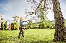 How Our Tree Care Process Works  in North Arlington, NJ